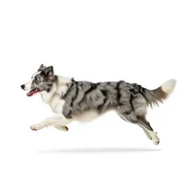 Border collie mid-leap
