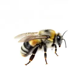 Bumblebee on approach