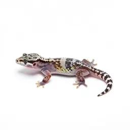 Gecko on glass
