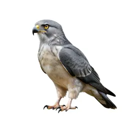 Griffin perched