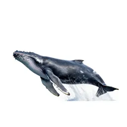 Humpback whale breaching