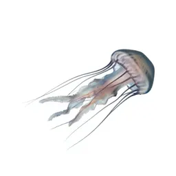 Jellyfish with long tendrils