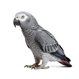 Kea parrot