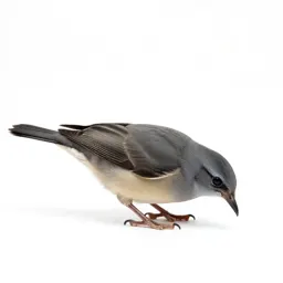Kiwi bird foraging