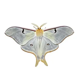 Luna moth