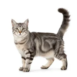 Maine coon cat