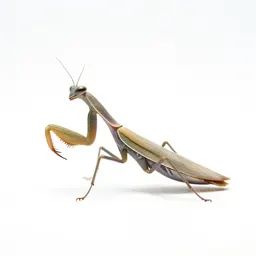 Praying mantis