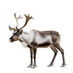 Reindeer with full antlers