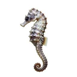 Seahorse