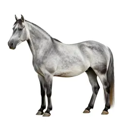 Shire horse