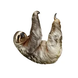 Sloth hanging