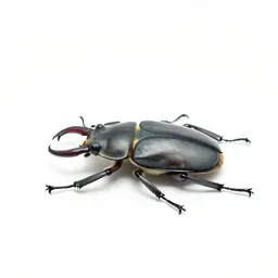 Stag beetle