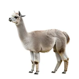 Alpaca