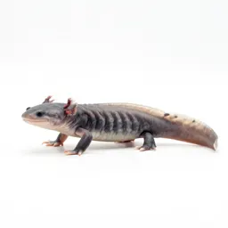 Axolotl