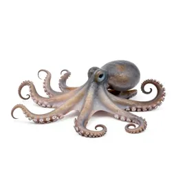 Octopus with curled arms