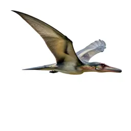 Pteranodon gliding