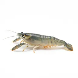 Brine shrimp