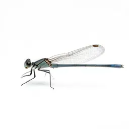 Damselfly
