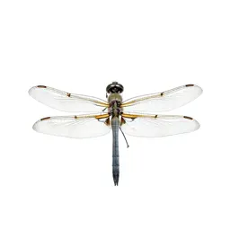 Dragonfly with veined wings