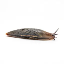 Garden slug