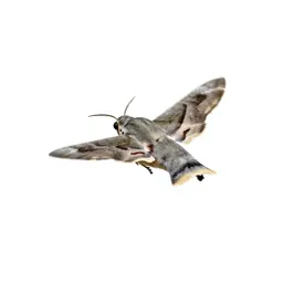 Hawk moth in flight