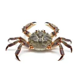 Horseshoe crab