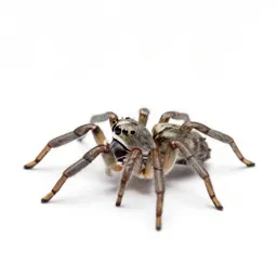 Jumping spider