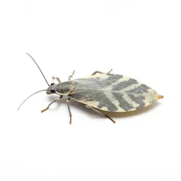 Leaf insect