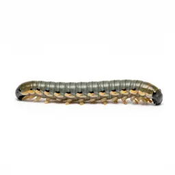 Millipede coiled