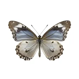 Monarch butterfly with open wings