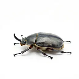 Rhinoceros beetle