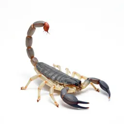 Scorpion with its tail raised