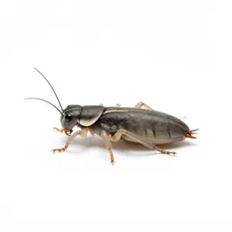 Springtail