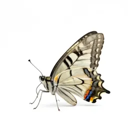 Swallowtail butterfly