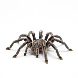 Tarantula