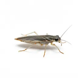 Water strider