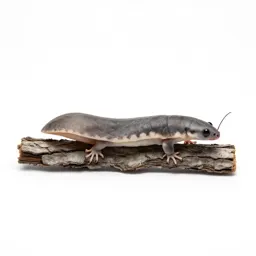 Weta on bark