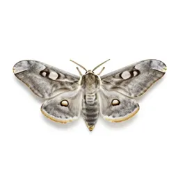 Atlas moth