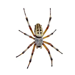 Orb weaver on its web