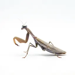 Orchid mantis