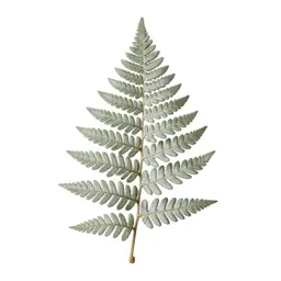 Fern fossil in shale