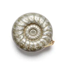 Fossilised ammonite