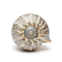 Nautilus shell