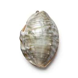 Paua shell