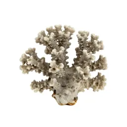 Piece of coral