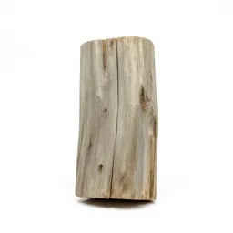 Piece of petrified wood