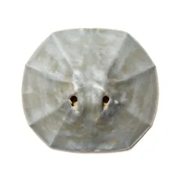 Sand dollar