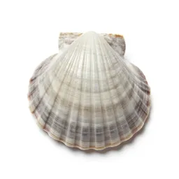 Scallop shell