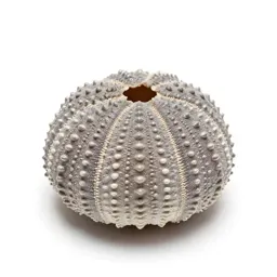 Sea urchin shell