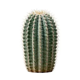 Barrel cactus